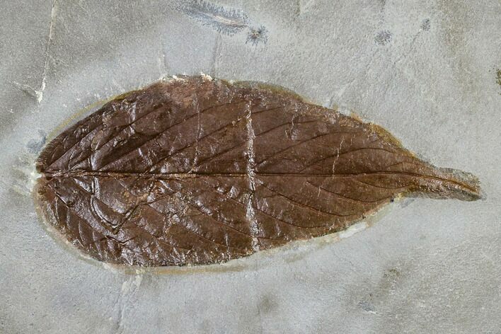 Fossil Hackberry (Celtis) Leaf - Montana #113155